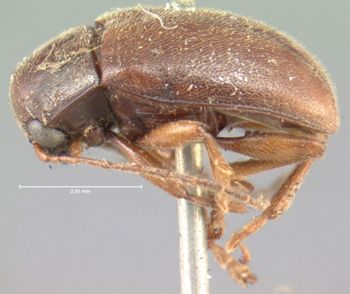 Media type: image; Entomology 9810   Aspect: habitus lateral view